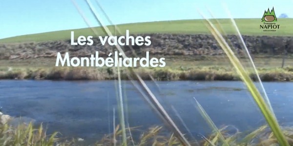 Vidéo : Les vaches Montbéliardes